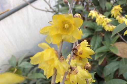  「香味真」最香的10种花卉盆栽，浓香又好看，绿植控必备