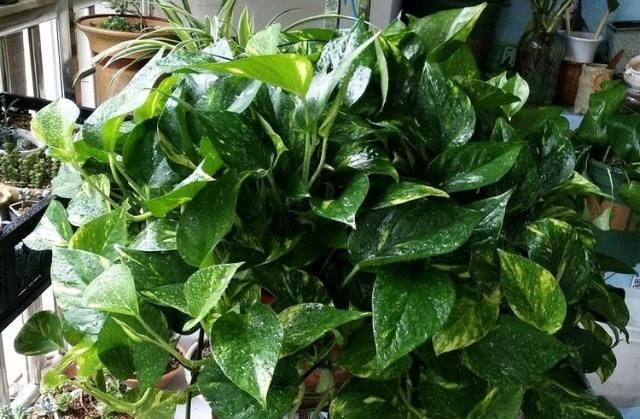  不难■花叶绿萝不难养，用上这3个“攻略”，疯窜个不停！