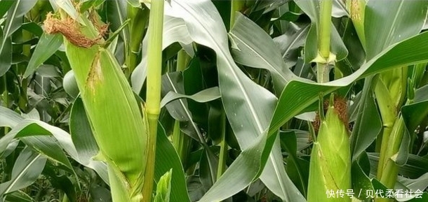  #玉米#在玉米地里的好东西，农村人都嫌弃它，在城市卖每斤80元