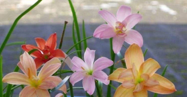 『耐热』1种“小兰花”,耐热耐寒又耐旱,开花多花朵美,一盆开花100朵!