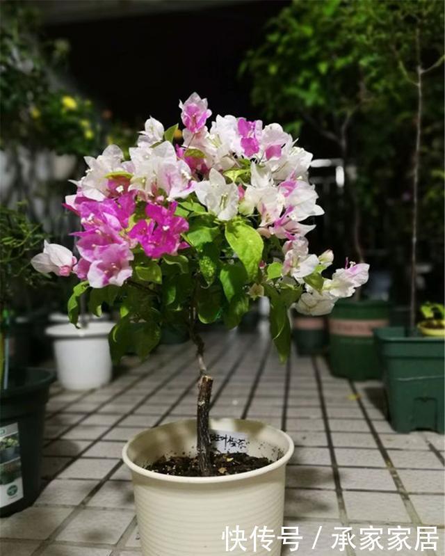 花苞|“三角梅”不开花?用这3个大招,让它花苞冒不停