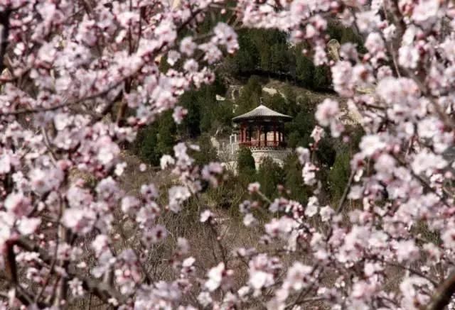 花开成海!!!再过半个月,海淀这座山将美成童话!