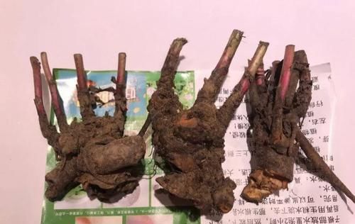  扦插■3种花最好别扦插，越养越难看，重瓣花也能变单瓣！