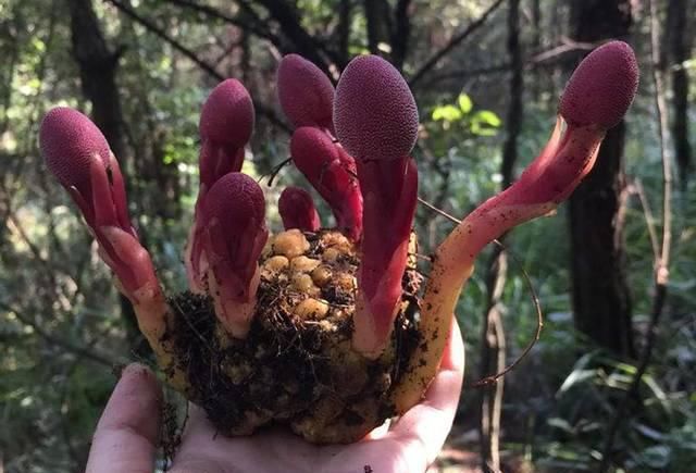  『红冬蛇菰』一斤200元，一年采摘不到10斤，至今无法种植，农民：全凭运气