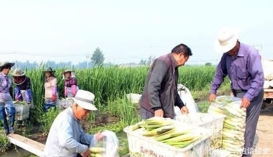  「不错」它是我国的特产蔬菜，亩产6000斤，批发价5元一斤，市场