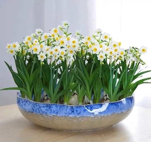  越养越@人养花、花养人，家养10种花，清新空气，越养越健康！