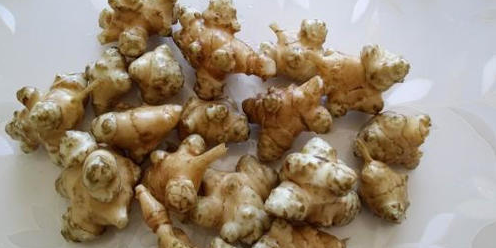  「见到」这个植物农村经常见到，现在人工种植不需管理就高产，