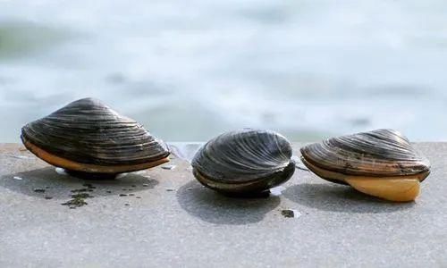  『荠菜』又是一年春食时！春天里的江南人，是如何把“鲜嫩”吃得出神入化的？