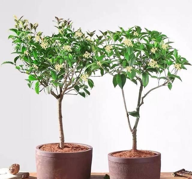  『全家』细菌最讨厌这六种花，家里养一盆，呵护家人健康，全家少生病