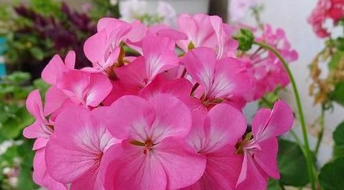  【试试】喜欢养菊，不如试试“玫瑰精品”蓝色妖姬，花中新贵，娇艳欲滴美