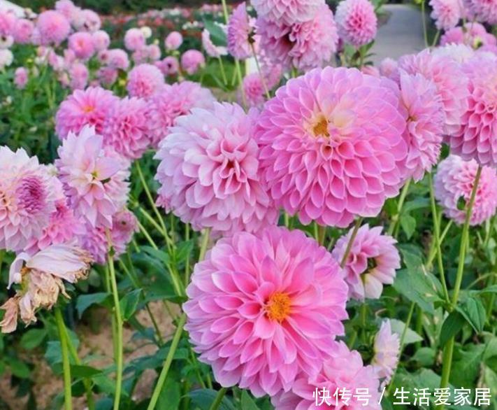  夏堇：夏天到了，家里养上这些花，越晒开花越多，美美一夏天！