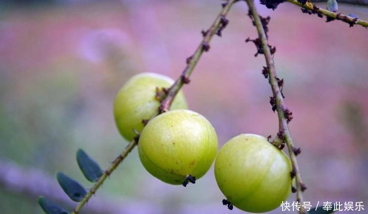  「产量」农村有种水果产量大，天天吃也摘不完，城里卖30一斤却