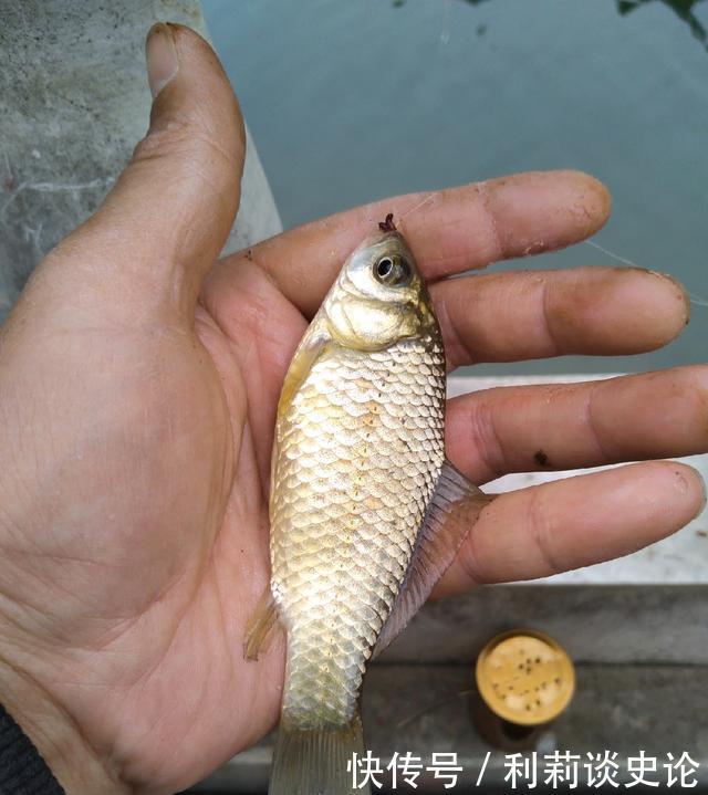  #把它放生#海淀区昆玉河，鲫鱼开口，送你钓小鱼攻略