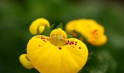 『娇艳』荷包花寓意吉祥,花开娇艳绚丽,养护荷包花要注意什么