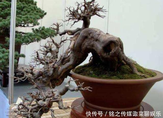 『增值』陈大姐将“3种树桩”捡回家,种植起来变“盆景”,开始增值!