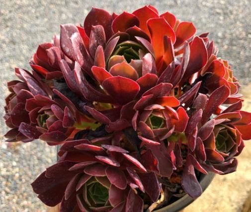  『花桩』3月养“法师”，给它“挪挪”位置，马上焕发生机，花桩越长越粗