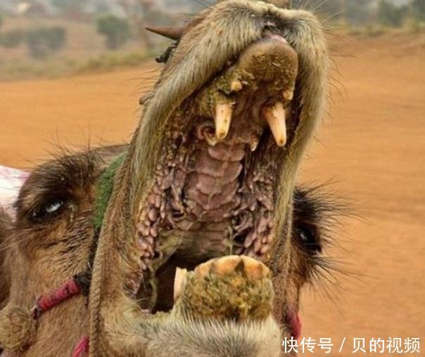 为什么骆驼敢直接吃仙人掌,难道不怕刺,咬着不会疼?