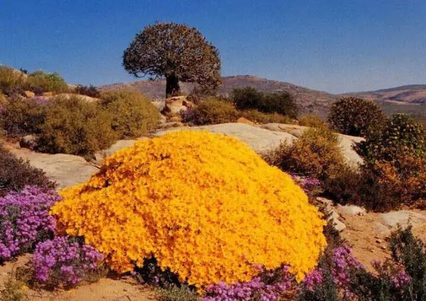 最独特的沙漠,每年有一个月可以长满植物,你知道是哪吗?