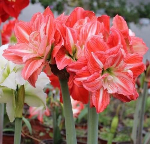  【家里】家里就养3种花，美成花园，漂亮花朵，朵朵迷人！