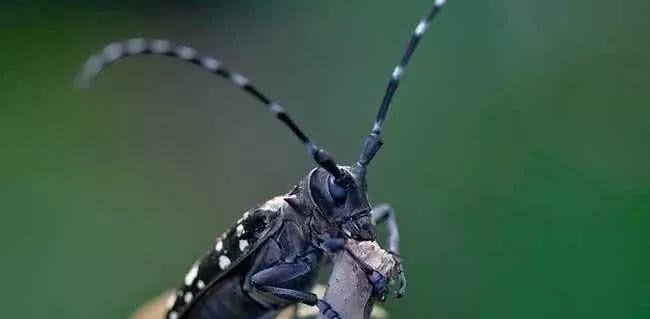 农民们头疼的害虫，农村娃娃抓来当“玩具”，如今价值却贼珍贵