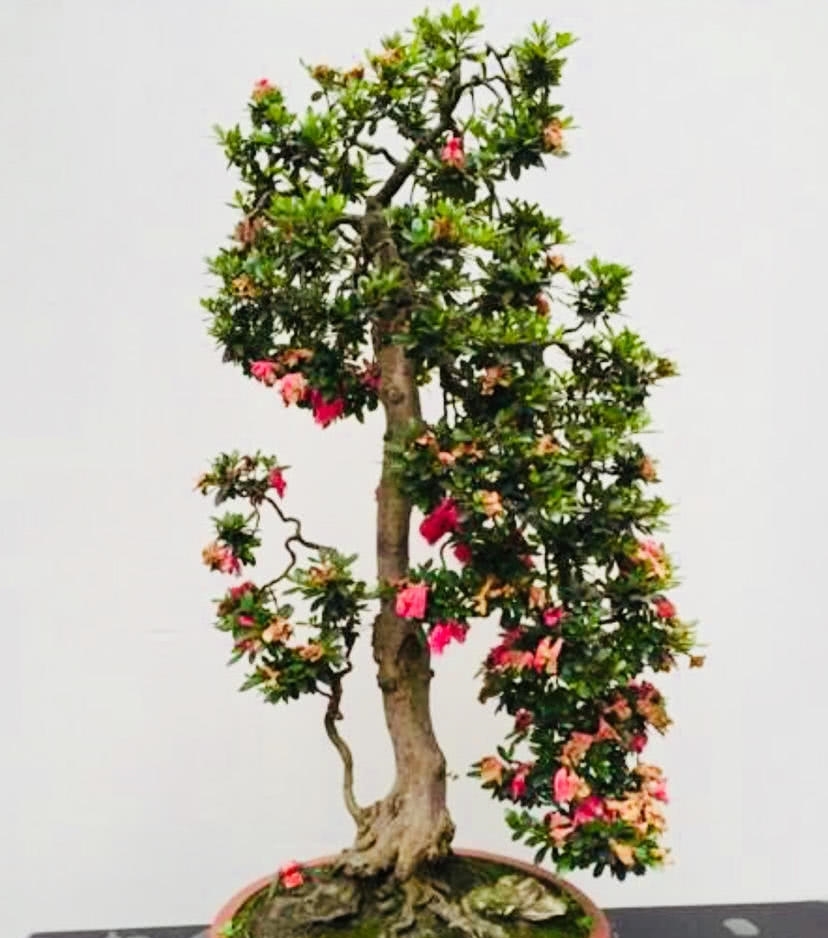 盆景欣赏：盆景塑造讲究师法自然 因势造型才能塑造佳景