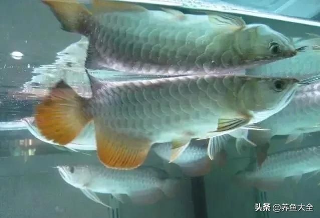  「漂亮」这么漂亮的龙池，竟然用3个垃圾桶做过滤？