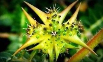  #没错#七八十年代喂猪的野草，不是中药材就是野菜，吃过的是土