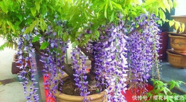 『春天』家有紫藤花，开花好幸福，春天这么养，开花一百年