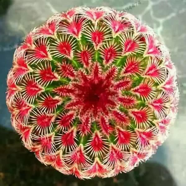  『开出的花』非常罕见的仙人掌，一起欣赏！