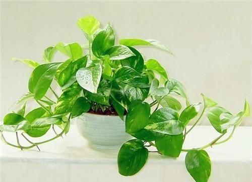  【植物】新房装修放什么植物好 让污染净化的更快
