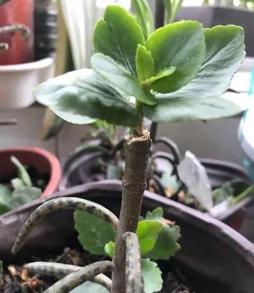  特别耐干旱@室内养这几种植物不需经常照顾，工作忙绿也能养好，极少有病虫害