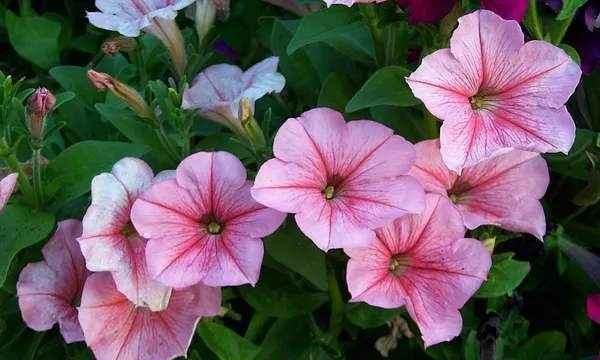  夏季■别怕，学会这几点，你的矮牵牛，能美在春天，也不会死在夏天