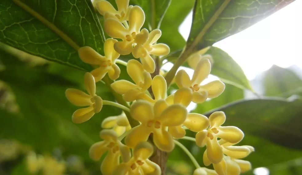 「高尚」此花所代表的是忠贞和高尚，开花的时候还能散发出一股甜香