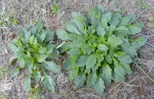 农村这野草随处可见，农民当它是杂草，殊不知还是一种很好的药草