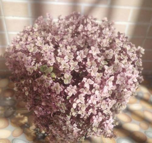  『越养越』比绿萝好看的花，掐个枝3天就生根，越养越上瘾！