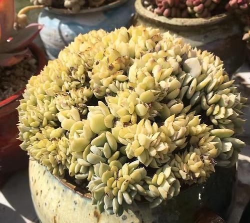  片花瓣■不明白什么是“缀化”？一招让你变成多肉老司机！