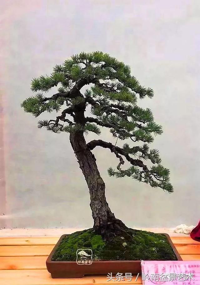 松树盆景，怎样才能算上品？