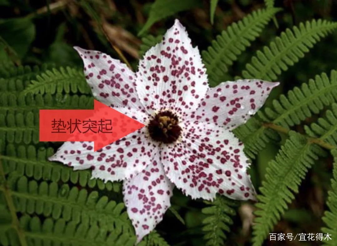  【传统】濒危物种｜百合是我国传统名花，您可见过开瓣豹子花？