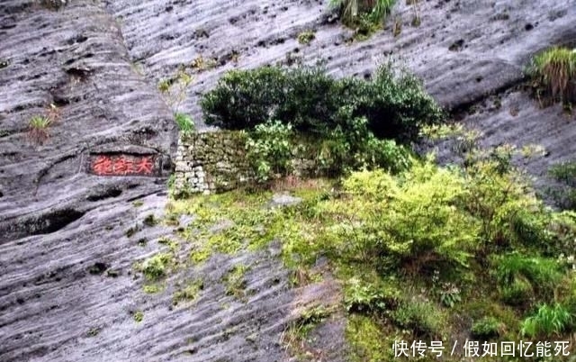  「树木」堪称世界之最的6种树木，最贵、最毒、最硬都在中国境内