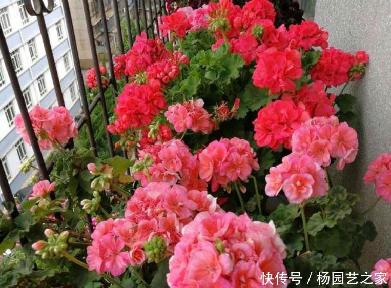  『疯长』阳台就养“3种花”，浇水就疯长，给点阳台就灿烂，阳台成花海！