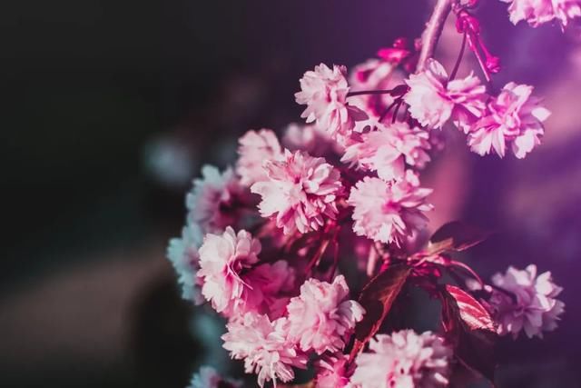  【桃花】诗词丨赏一窗花开，盼一世安好