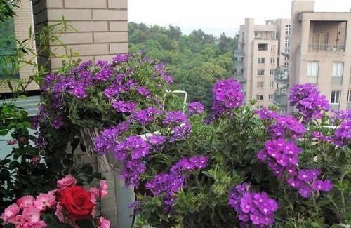 环境下养护@13种全年都能开花爆盆的室内花卉盆栽,而且超好养