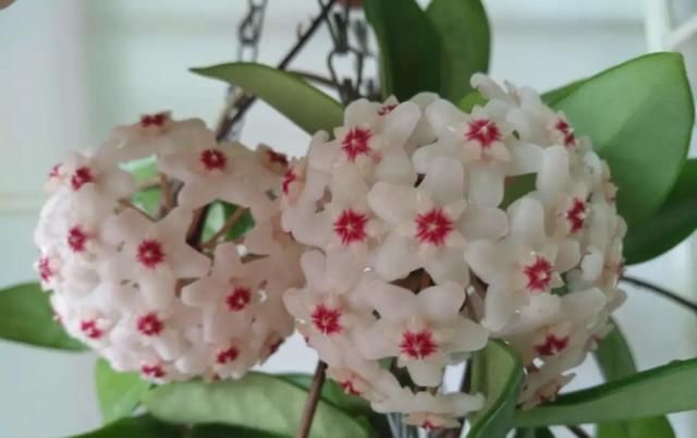  『花期』有院子,一定要养这“7种花”,花量大,花期长,好养又漂亮