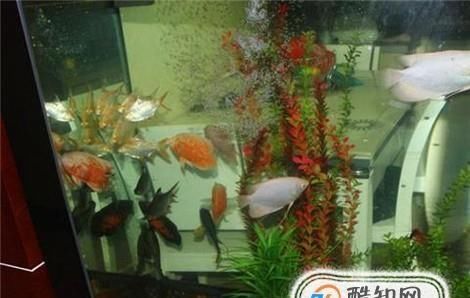  『养鱼』鱼缸养鱼，水黄怎么处理？