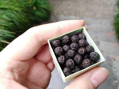 「回忆」3种草花最泼辣,农家院里年年开花,美好的童年回忆全是它