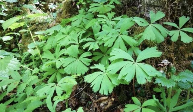  『珍贵』潮湿的河边，生长着1种“独叶草”，8厘米高，能当盆栽，珍贵！