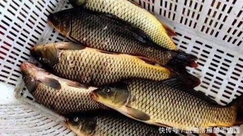 『效果显著』没想到紫菜也能用来野钓鲤鱼,且效果显著