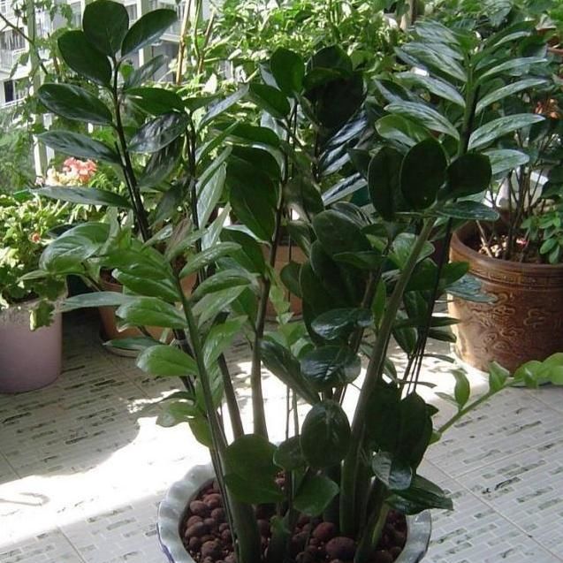  「枝繁叶茂」你的金钱树还生长吗?熟知这3点,蹭蹭长不停,枝繁叶茂