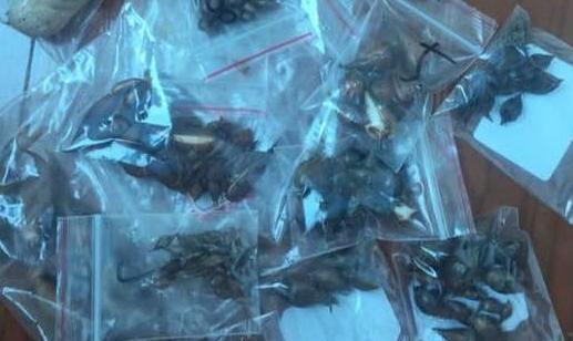 『种子』紫叶醡浆草播种、分株要注意什么?摸清4个细节,蹭蹭长成片