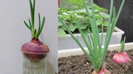  『辣椒』这3种东西，从厨房拿出来，种到阳台上，吃都吃不完